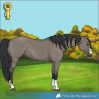 Horse Color:Grullo 