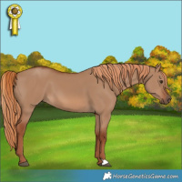Horse Color:Red Dun 