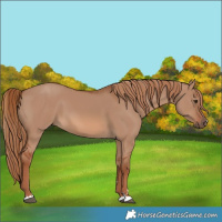 Horse Color:Red Dun 