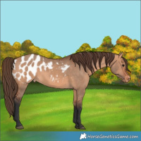 Horse Color:Bay Dun Appaloosa 