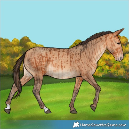 Horse Color:Bay  and Amber Champagne 