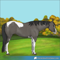 Horse Color:Grullo Splash Tobiano