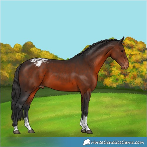 Horse Color:Brown Tobiano Appaloosa 