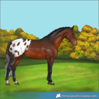 Horse Color:Brown Appaloosa
