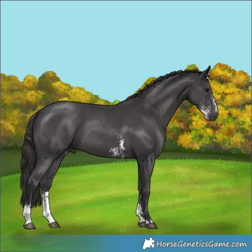 Horse Color:Smoky Black Sabino 