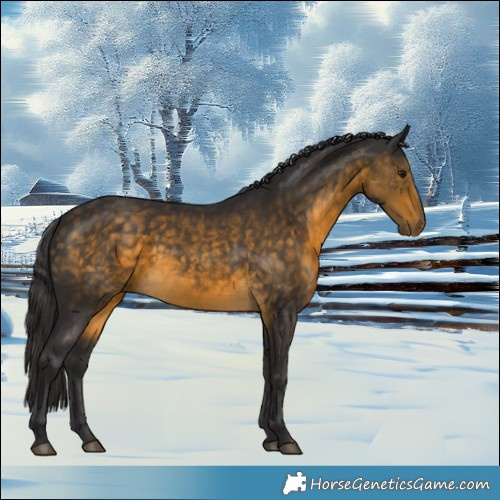 Horse Color:Buckskin 