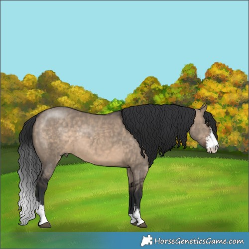 Horse Color:Brown Dun Sabino 