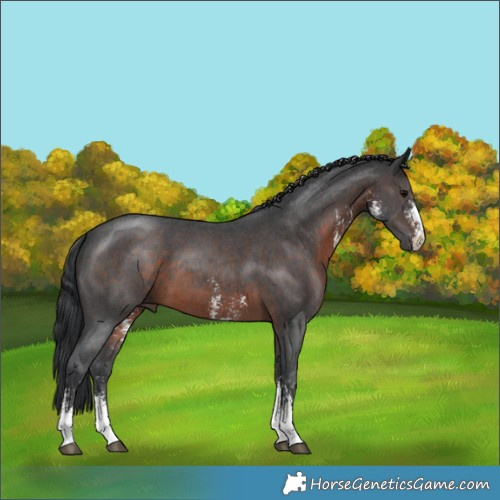 Horse Color:Brown Sabino 