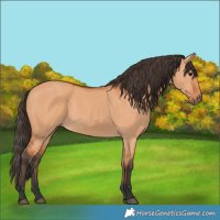 Horse Color:Bay Dun Rabicano 