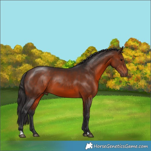 Horse Color:Brown 