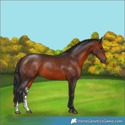 Horse Color:Bay Sabino 