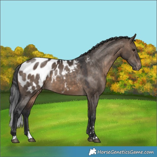 Horse Color:Brown Dun Appaloosa 