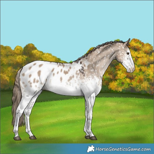 Horse Color:White Spotted Liver Red Dun Appaloosa 