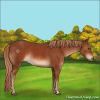 Horse Color:Chestnut  and Chestnut 