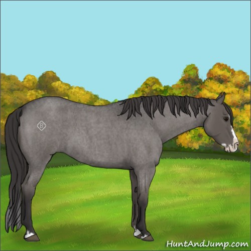 Horse Color:Smoky Grullo Roan Splash 