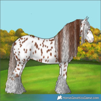 Horse Color:Chestnut Appaloosa