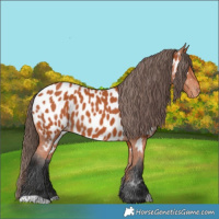 Horse Color:Bay Appaloosa