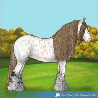 Horse Color:Buckskin Appaloosa 
