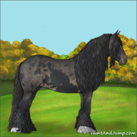 Horse Color:Black  and Black 