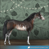 Horse Color:Brown Tobiano Rabicano  and White Spotted Brown 