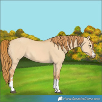 Horse Color:Red Dun 