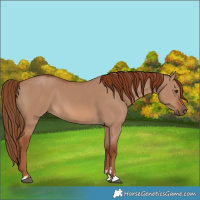 Horse Color:Red Dun 