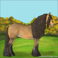 Horse Color:Buckskin 