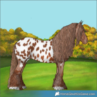 Horse Color:Chestnut Near Leopard