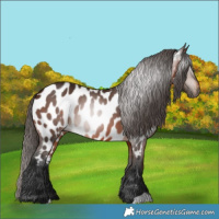 Horse Color:Gray Bay Appaloosa 