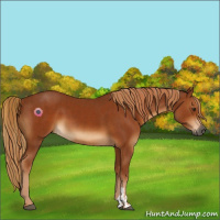 Horse Color:Gray Chestnut  and Gray Chestnut 