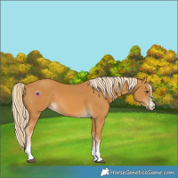 Horse Color:Palomino 
