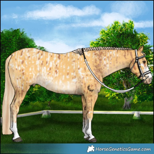 Horse Color:Chestnut Appaloosa  and Palomino 