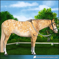 Horse Color:Chestnut Appaloosa  and Palomino 