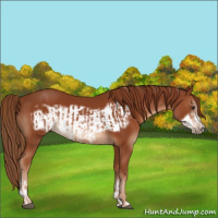 Horse Color:Chestnut and Chestnut Frame