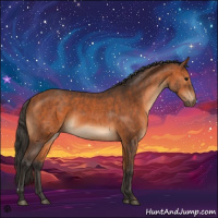 Horse Color:Bay  and Bay 