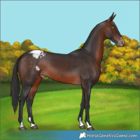 Horse Color:Brown Appaloosa