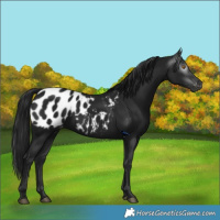 Horse Color:Gray Black Appaloosa 