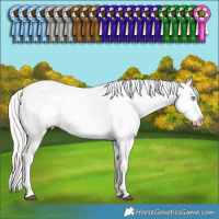 Horse Color:Silver Buckskin Dun Sabino Splash Tobiano Appaloosa 