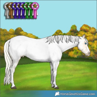 Horse Color:Silver Buckskin Dun Sabino Splash Tobiano Appaloosa 