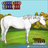 Horse Color:Silver Buckskin Dun Sabino Splash Tobiano Appaloosa  and Silver Amber Cream Champagne Dun Splash Tobiano Appaloosa 