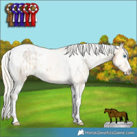 Horse Color:Silver Buckskin Dun Sabino Splash Tobiano Appaloosa and Silver Amber Cream Champagne Dun Splash Tobiano Appaloosa