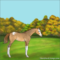 Horse Color:Buckskin Dun Sabino Splash Varnish Rabicano 