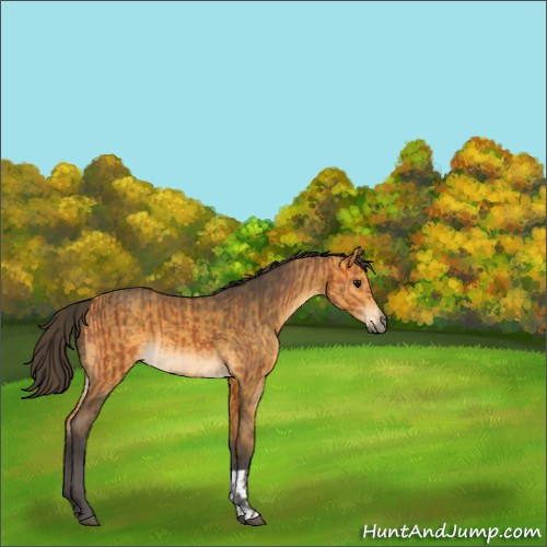 Horse Color:Bay  and Buckskin 