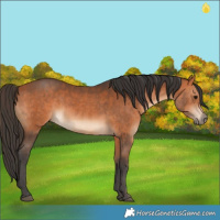 Horse Color:Bay  and Bay 