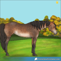 Horse Color:Bay  and Bay 