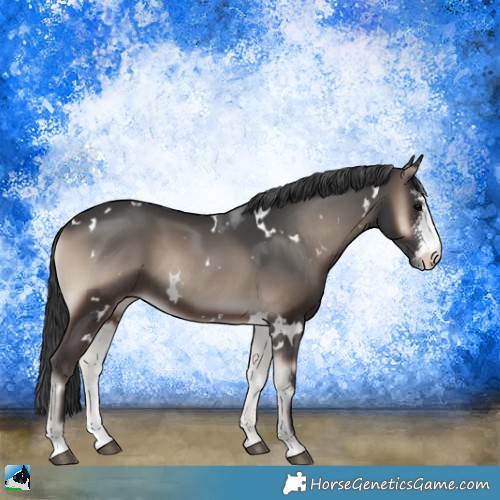 Horse Color:White Spotted Blue Onyx Sabino Rabicano 
