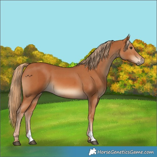 Horse Color:Chestnut  and Chestnut 