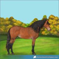 Horse Color:Bay 