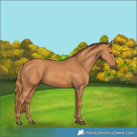 Horse Color:Chestnut 