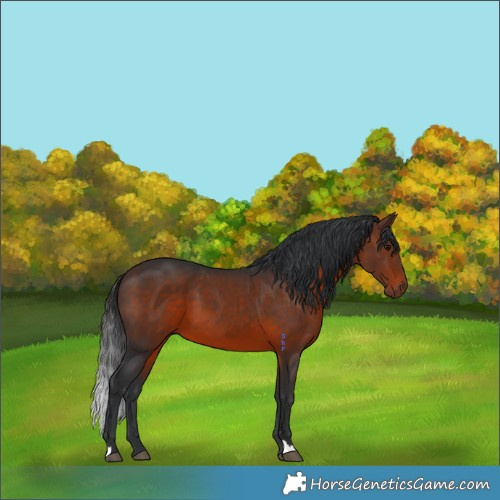 Horse Color:Brown 